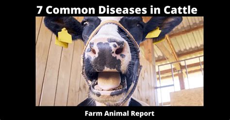 7 Common Diseases In Cattle