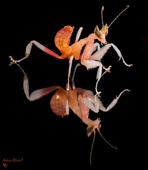 Orchid Mantis - Hymenopus coronatus