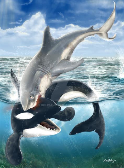 Shark vs Whale by Bolivario on DeviantArt