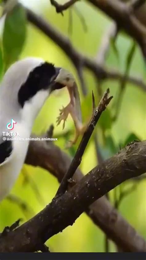 🔥 A shrike bird impaling it's prey. : r/NatureIsFuckingLit