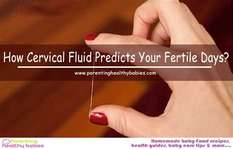 How Cervical Fluid Predicts Your Fertile Days?