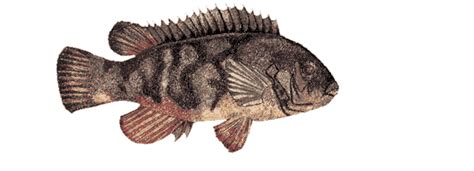 A Complete Guide for Tautog Fishing - Rhode Island Fishing Charters