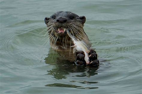 British man escapes 'crazy' otter attack in Singapore park with 26 bites