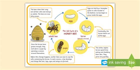 Honey Bee Life Cycle Poster (Teacher-Made) - Twinkl