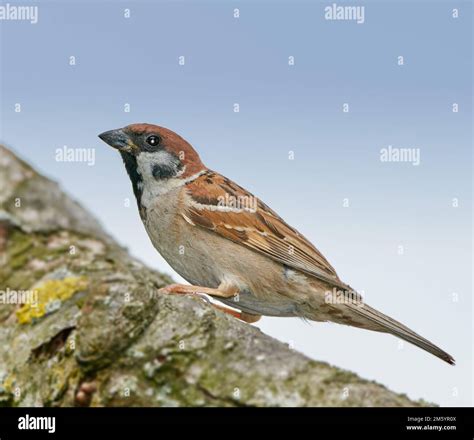 Sparrow. Sparrows are a family of small passerine birds, Passeridae ...