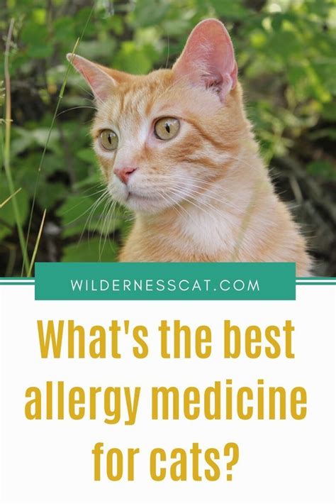 How Much Allergy Medicine Can I Give My Cat - Cat Lovster