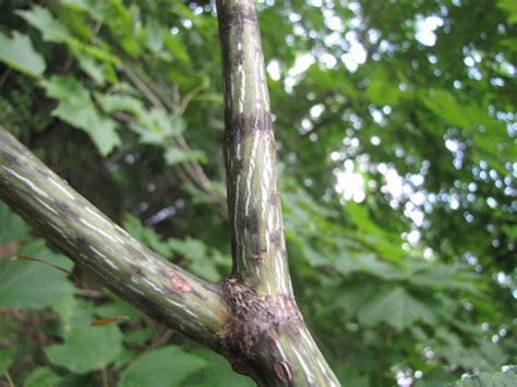 Striped Maple - Acer pensylvanicum | The Arboretum