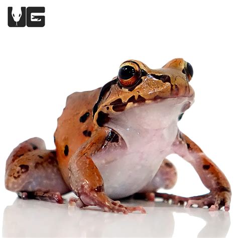 Mountain Chicken Frog (Leptodactylus fallax) For Sale - Underground ...