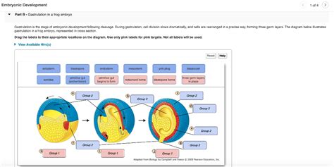 Solved Gastrulation is the stage of embryonic development | Chegg.com