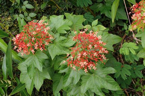 Pagoda Flower - Clerodendrum paniculatum | Shrub originated … | Flickr