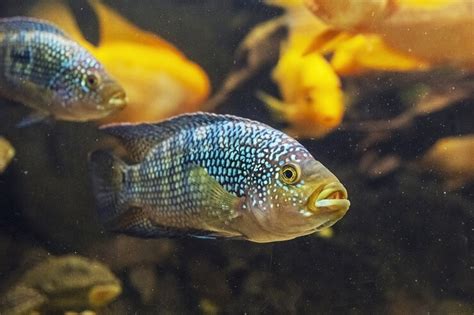 Jack Dempsey Fish Care Guide: 5 Must Read Facts - Everything Fishkeeping