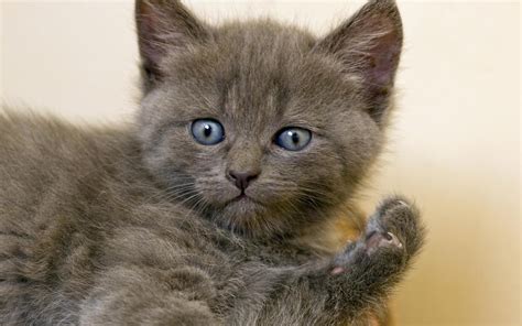 Grey Blue Eyed Kitten wallpaper | Munchkin cat, Munchkin kitten, Kitten pictures