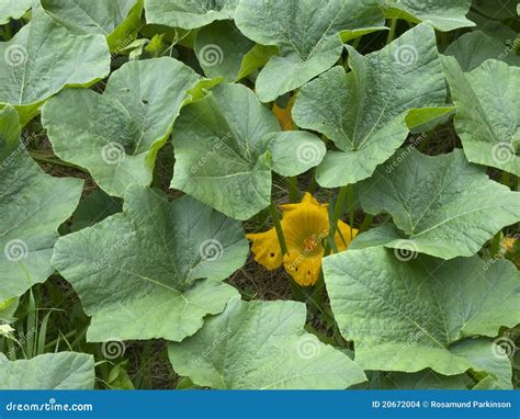 Butternut Squash Leaves and Flower Stock Photo - Image of vegetable ...