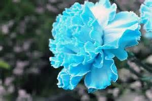 blue carnation | Blue carnations, Carnations, Flowers