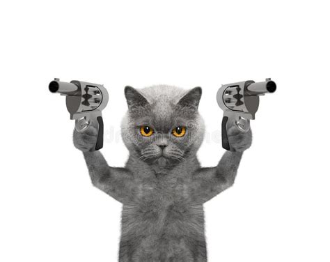 Cat Holding Gun Stock Photos - Free & Royalty-Free Stock Photos from Dreamstime