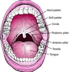 Week 2 GI Oral Cavity Flashcards | Quizlet