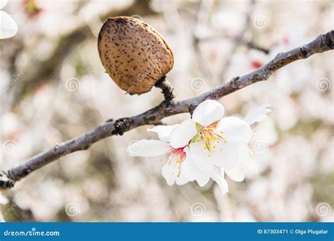 The Almond Tree Flowers with Branches and Almond Nut Close Up Stock Image - Image of close ...