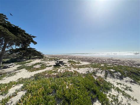 Carpinteria State Beach In-Person Fieldtrip - PORTS Program