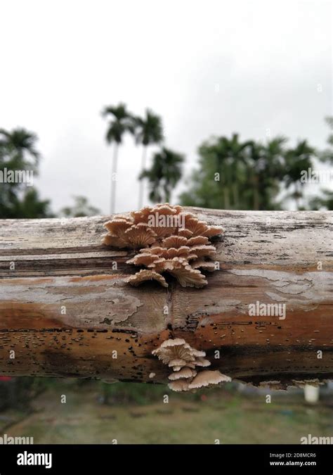 White fungus in a dry bamboo Stock Photo - Alamy