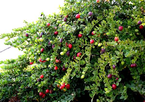 A photo, A thought............: Plant: Natal plum harvesting.............