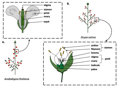 What Is The Importance Of Stamen In Flower | Best Flower Site