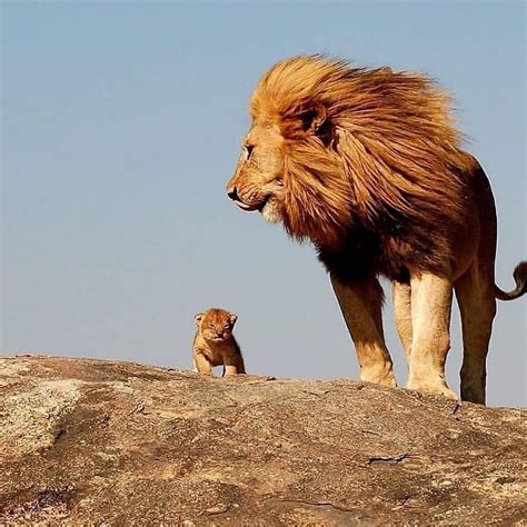 This absolutely tiny lion cub with his dad. : aww