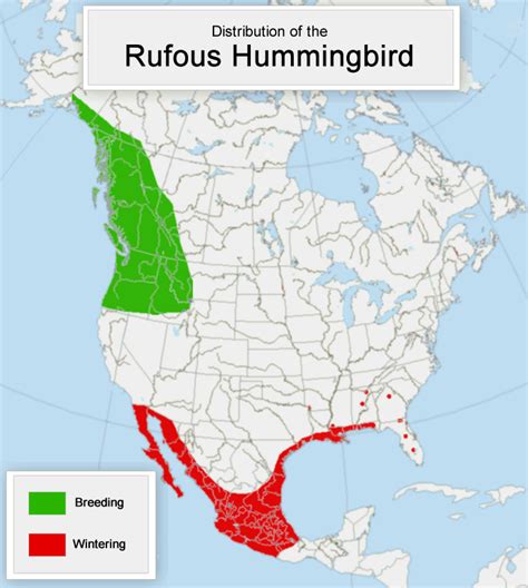 Hummingbird Migration World Map