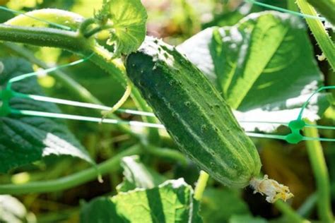 The Six Common Cucumber Diseases You Need to Know About