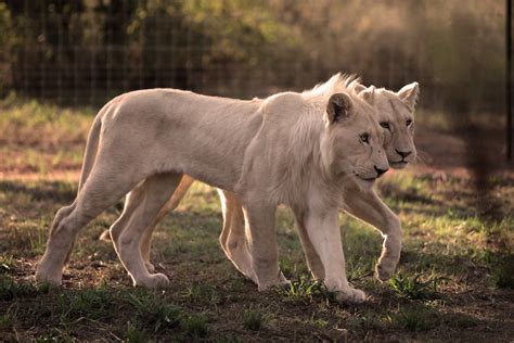 The Legend Wildlife and Cultural Centre, Limpopo, South Africa - a ...