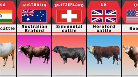 Cattle Breeds From Different Countries | Comparison - YouTube