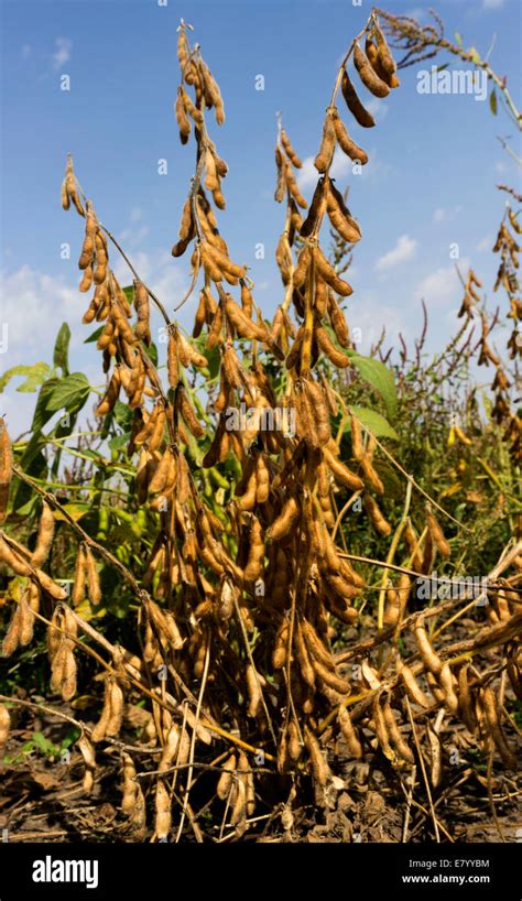 Soybean plant ready for harvest Stock Photo - Alamy