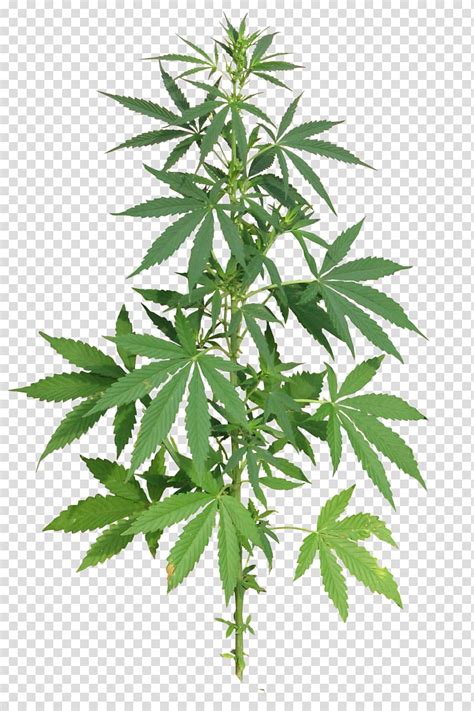 marijuana plant clipart 10 free Cliparts | Download images on ...