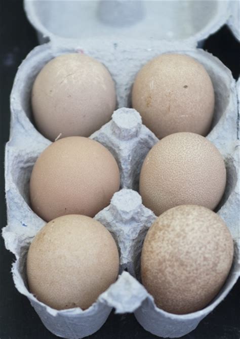 guinea fowl eggs | My Family Pets | Pinterest