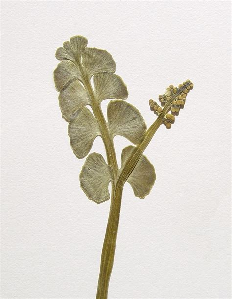 Botrychium lunaria (common moonwort): Go Botany