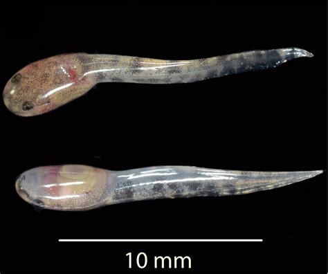 Unique Sulawesi frog gives birth to tadpoles | Berkeley