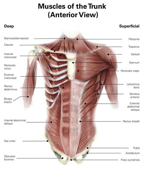 Complete Guide to Abs Anatomy and Exercises for Abs and Core