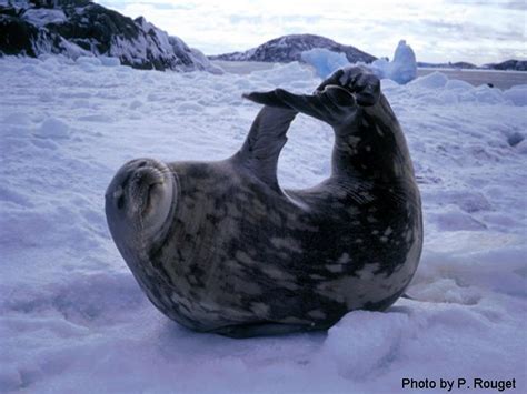 Photo Gallery - Weddell Seals