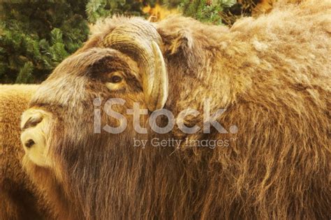 Portrait Of An Angry Musk Ox With Big Horns Stock Photo | Royalty-Free | FreeImages