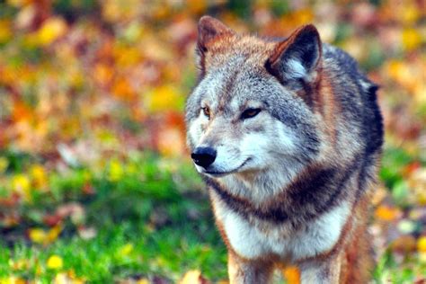 How Strong are Wolves? (Wolf Bite Force Explained) – Fauna Facts