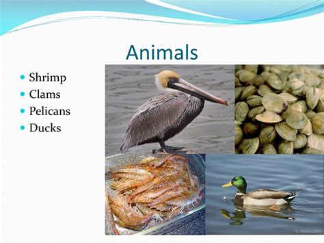 PPT - Estuary Biome PowerPoint Presentation, free download - ID:1757950