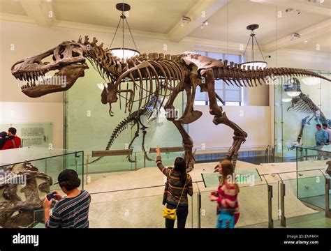 Tyrannosaurus rex skeleton museum hi-res stock photography and images ...