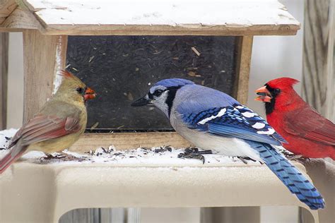 Tips for Feeding Birds in Winter