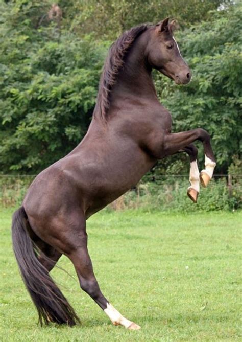 Pin by arlin pearson on horses | Horses, Horse photos, Horse breeds