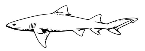 Hammerhead Shark Outline | Free download on ClipArtMag