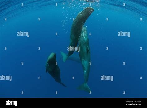 Pod of sperm whale socializing, (Physeter macrocephalus), Vulnerable ...