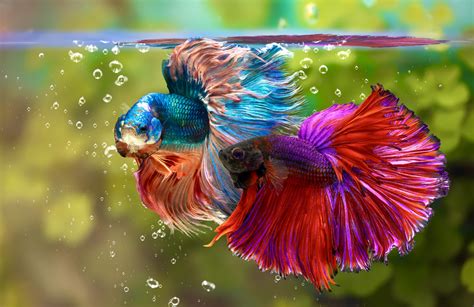 Betta( Siamese Fighting) Fish - Earth.com Betta( Siamese Fighting) Fish