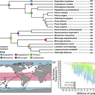 Evolution of body size and SST in extant and extinct true seals... | Download Scientific Diagram