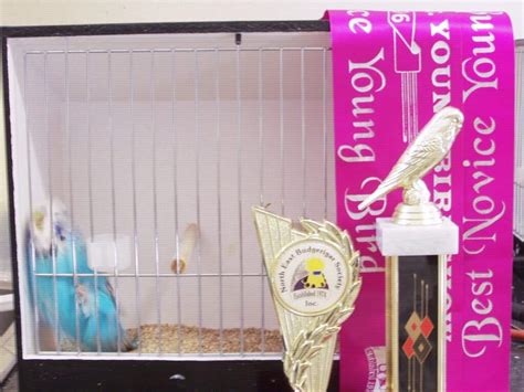 Beginner Problems Breeding Budgerigars - Budgerigar Council SA