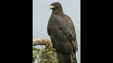 Rare black eagle spotted at Chail wildlife sanctuary - Hindustan Times