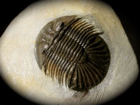 Fossils: Trilobite Fossils